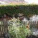 Pruning to bring out the best in your garden.