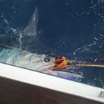 All The Gear No Idea Sportfishing - Pic 4