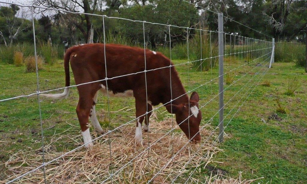 Australian Farm & Fencing Fencing Contractor Moorong Yellow Pages®