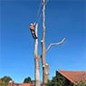 Harringtons Tree Services - Pic 10
