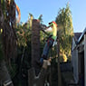 Active Tree Fellas - Pic 7