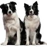 Pets Eternal Pet Memorial Services - Pic 7