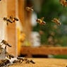 Chambers Pest Solutions - Pic 4