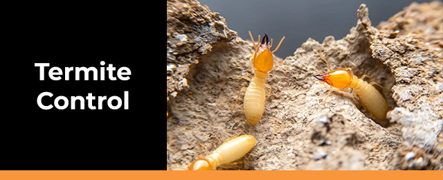 South Gippsland Pest Control - Promotion 3
