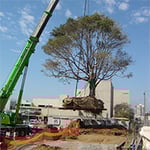 The Tree Doctor - Pic 8