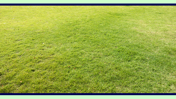 Ipswich Turf Supplies Turf Lawn Suppliers Coominya