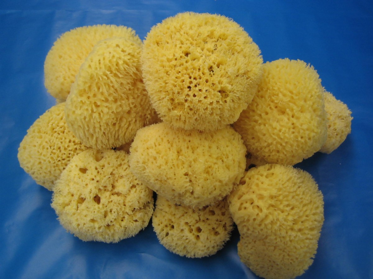 Mediterranean Natural Sponges Sponges Taren Point Yellow Pages®