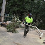 A Accurate Tree Services - Pic 8