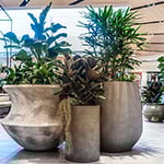 D&L Indoor Plant Hire & Garden Maintenance Pty Ltd - Pic 6