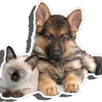 Redlynch Valley Vets - Pic 8
