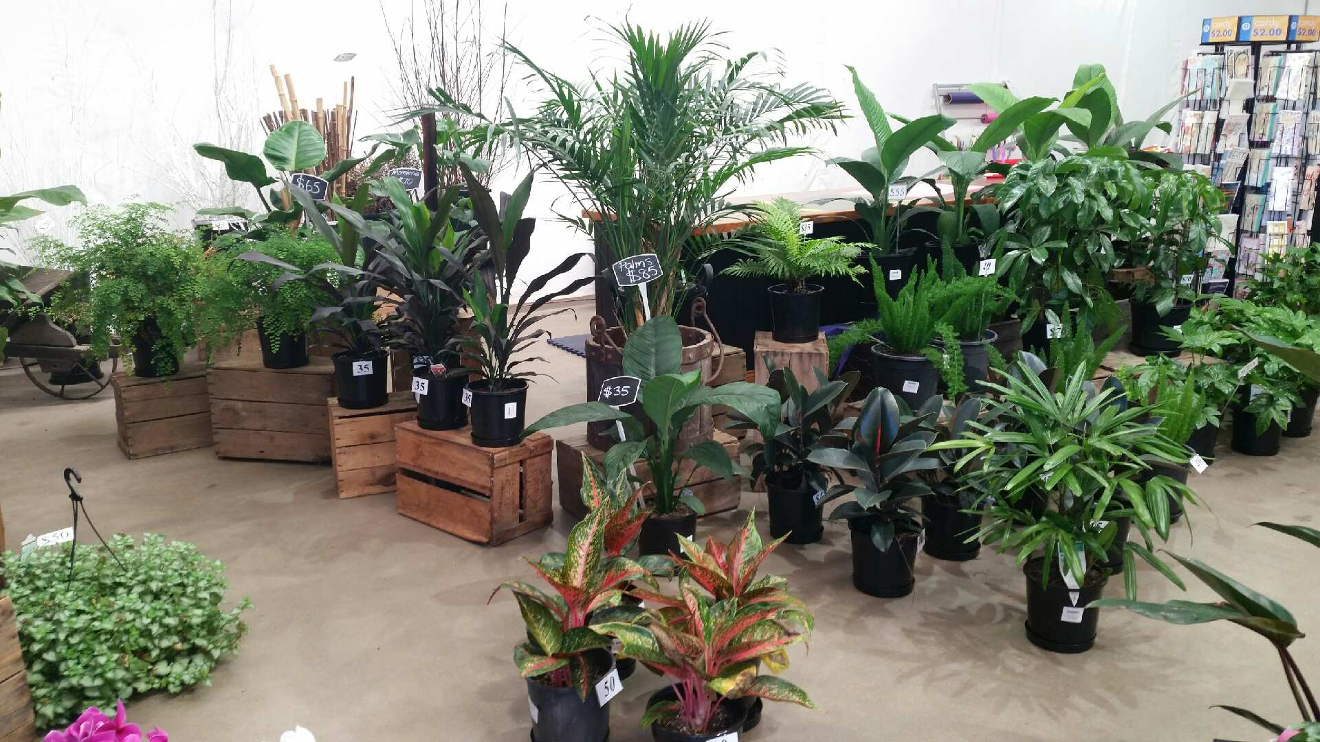 The Fresh Flower Market Warrnambool Florists Warrnambool Yellow Pages®