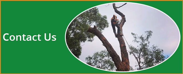 BSK Tree Services Pty Ltd - Promotion 1