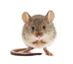 Ridley's Pest Control - Pic 2