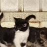 Treetops Boarding Cattery - Pic 7