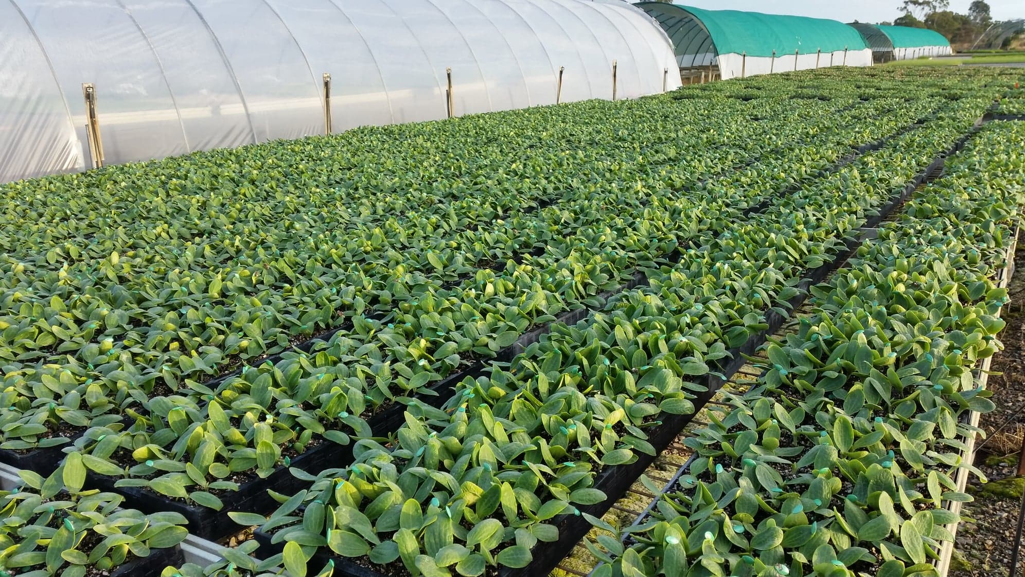 Meadowvale Seedling Nursery Nursery & Garden Supplies Wholesale 104