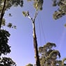 Walton's Tree Care Services - Pic 5