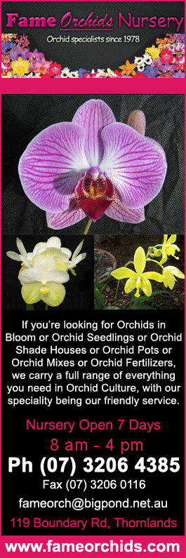 Fame Orchids - Promotion