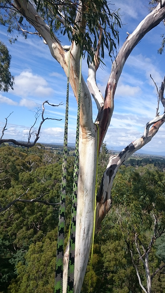 Rock Solid Tree Service Tree & Stump Removal Services Devonport