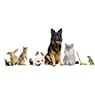 Valley Veterinary Surgery Pty Ltd - Pic 9