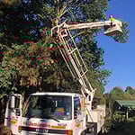 Rob Jamieson Tree & Stump Removal - Pic 3