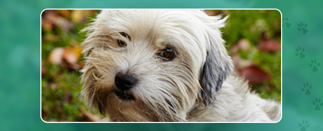 Maroondah Veterinary Clinic - Promotion 1