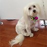 New York Dog Wash - Pic 2