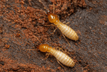 BP Homecare Pest Control - Pic 6