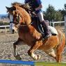 Gooromon Park Horse Riding Centre - Pic 7