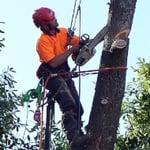 Branching Out Tree Care - Pic 5
