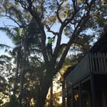 http://www.waratahprofessionaltreecare.com.au/
