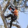 Nelson's Tree Services - Pic 3