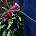 Shore Pest Services - Pic 9