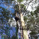 Termites Control