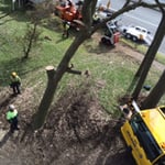 http://www.waratahprofessionaltreecare.com.au/
