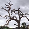 Radial Tree Solutions - Pic 1