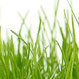 Above All Tree Services - Pic 3