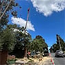 Harringtons Tree Services - Pic 9