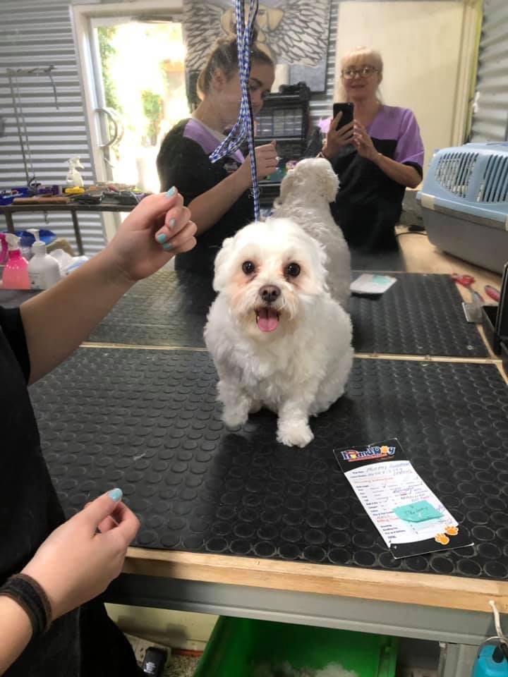 hound dog hairdressing