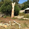 Albury Wodonga Tree & Stump Removal - Pic 6