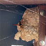 Systems Pest Management Pty Ltd - Pic 2