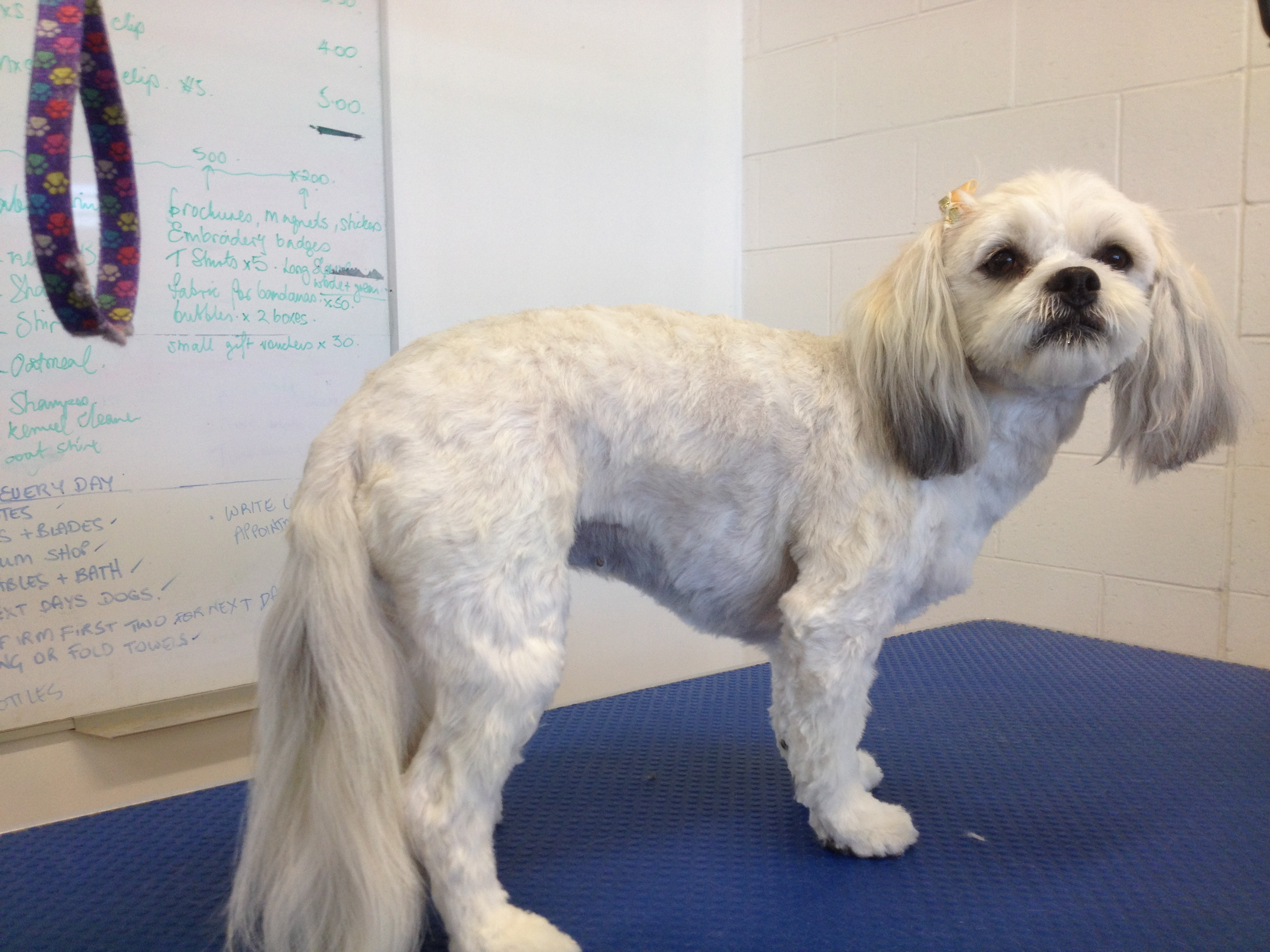 Bubbles Dog Spa & Groom Dog & Cat Clipping & Grooming 1698 Channel