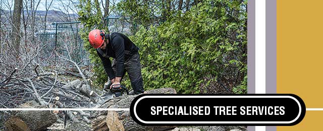 Specialised Tree Services - Promotion 2