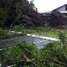 Steve Cairns Tree Service - Pic 9