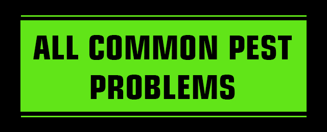 Picton Pest Control - Promotion 2