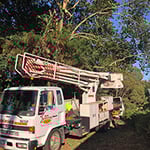 Rob Jamieson Tree & Stump Removal - Pic 6