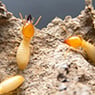 South Gippsland Pest Control - Pic 2
