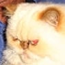 Bondi Junction Veterinary Hospital - Pic 2