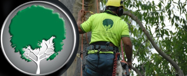 A Accurate Tree Services - Promotion 3
