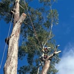 Micks Tree Worx - Pic 9