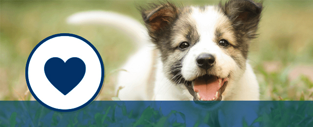 Wynnum Manly Vet Hospital - Promotion 3